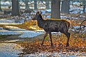 53 Richmond Park